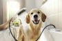 Hansgrohe Dogshower Voor De Hond 3 Standen Met Massagenoppen Mat Wit Hsg26640700 - Thumbnail 3