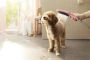 Hansgrohe Dogshower Voor De Hond 3 Standen Met Massagenoppen Roze Hsg26640560 - Thumbnail 3