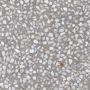 Vives Farnese Amalfi-R Cemento terrazzo vloertegel 29x29 grijs - Thumbnail 1