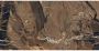 Douglas Jones Magnum Vloer- en wandtegel 60x120cm 6mm gerectificeerd porcellanato Jasper Rouge 1839014 - Thumbnail 1